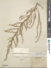 Bassia hyssopifolia image