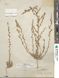 Bassia hyssopifolia image