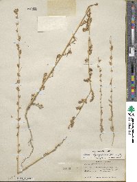 Bassia hyssopifolia image