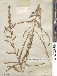 Bassia hyssopifolia image