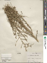 Bassia hyssopifolia image