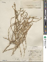 Bassia hyssopifolia image