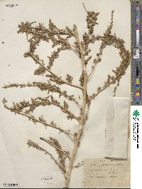 Bassia hyssopifolia image