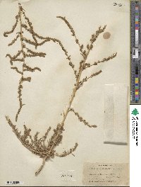 Bassia hyssopifolia image