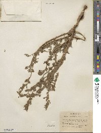 Bassia hyssopifolia image