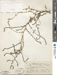 Bassia hyssopifolia image