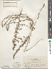 Bassia hyssopifolia image