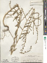 Bassia hyssopifolia image