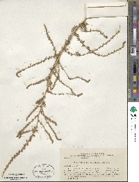 Bassia hyssopifolia image