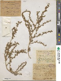 Bassia hyssopifolia image