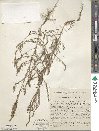 Sedobassia sedoides image