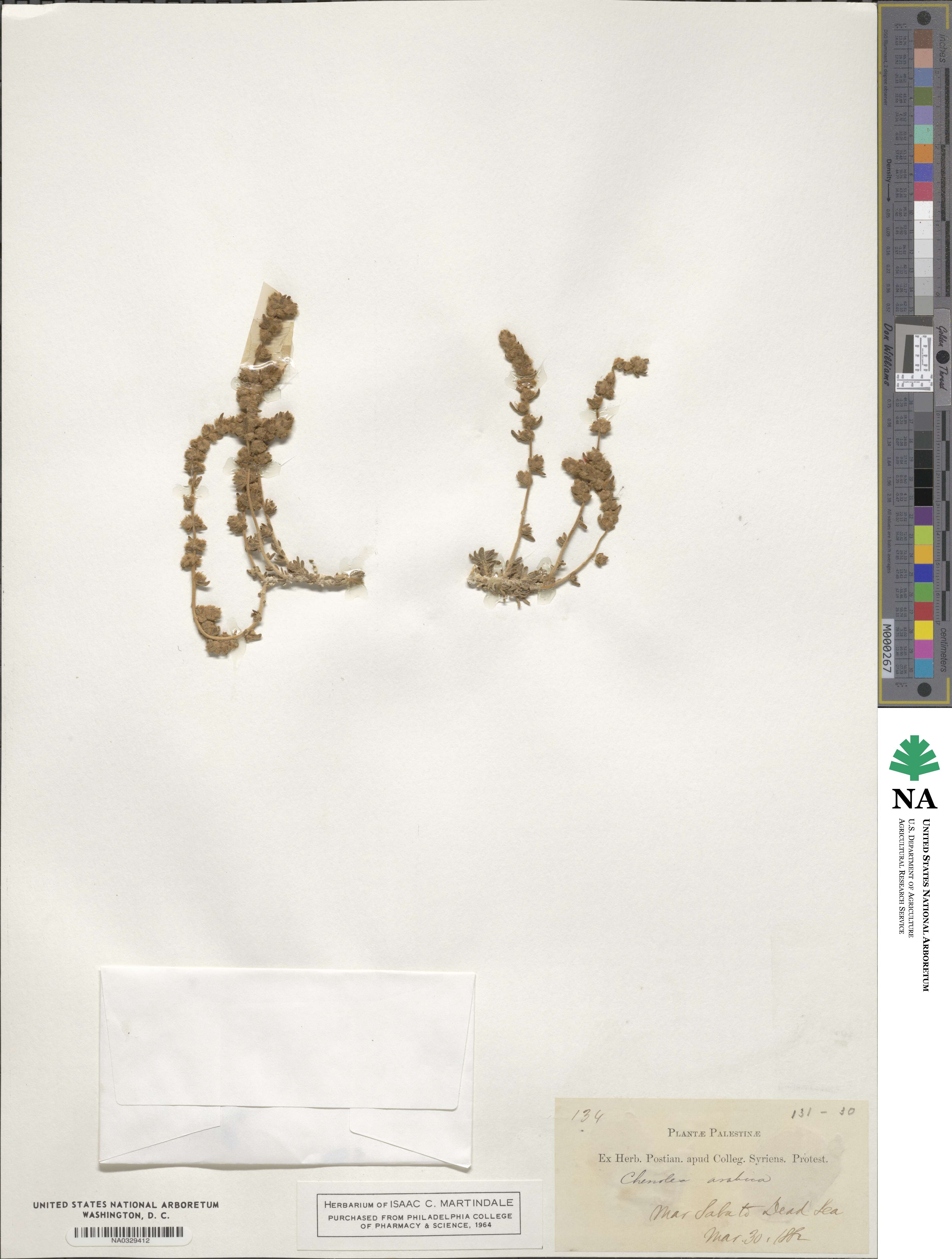 Chenolea image