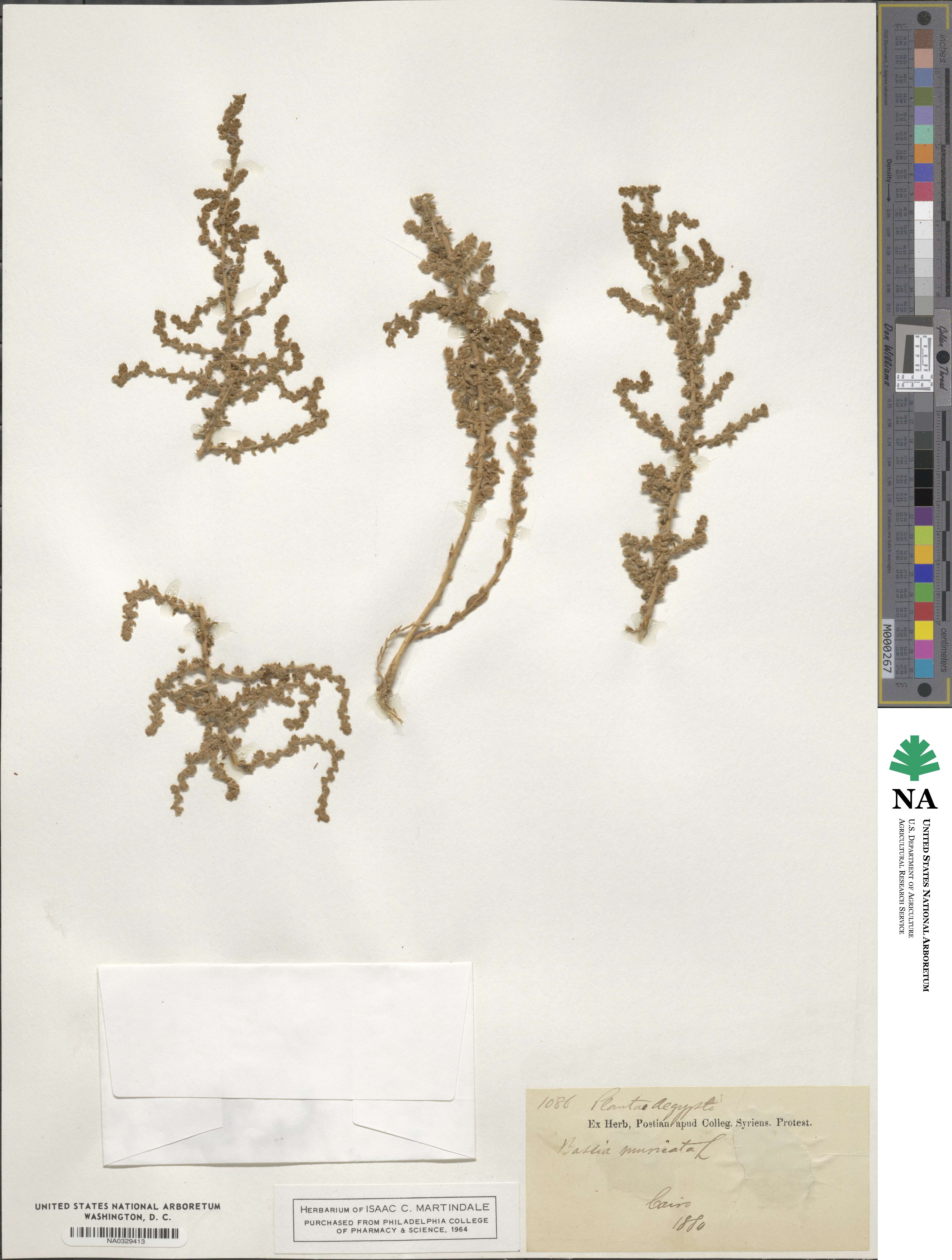 Chenolea image