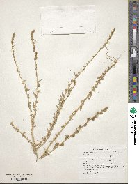 Bassia hyssopifolia image