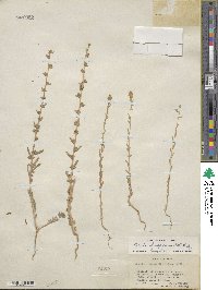 Bassia hyssopifolia image