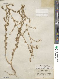 Bassia hyssopifolia image