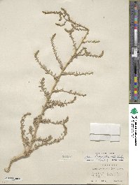 Bassia hyssopifolia image