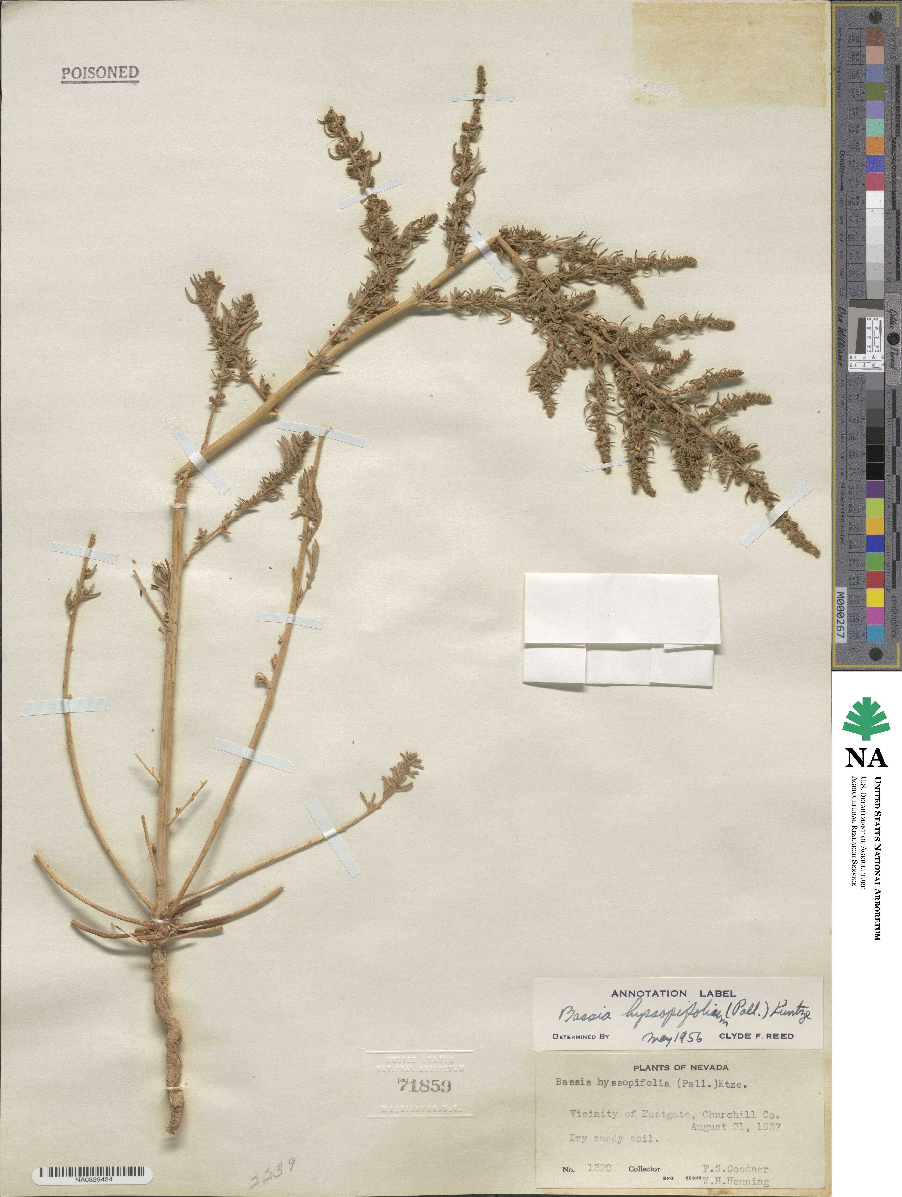 Bassia hyssopifolia image