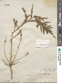 Bassia hyssopifolia image