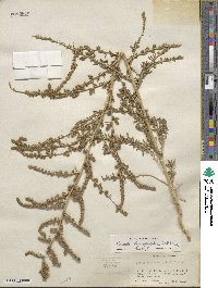 Bassia hyssopifolia image