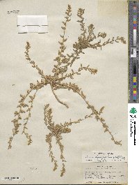 Bassia hyssopifolia image