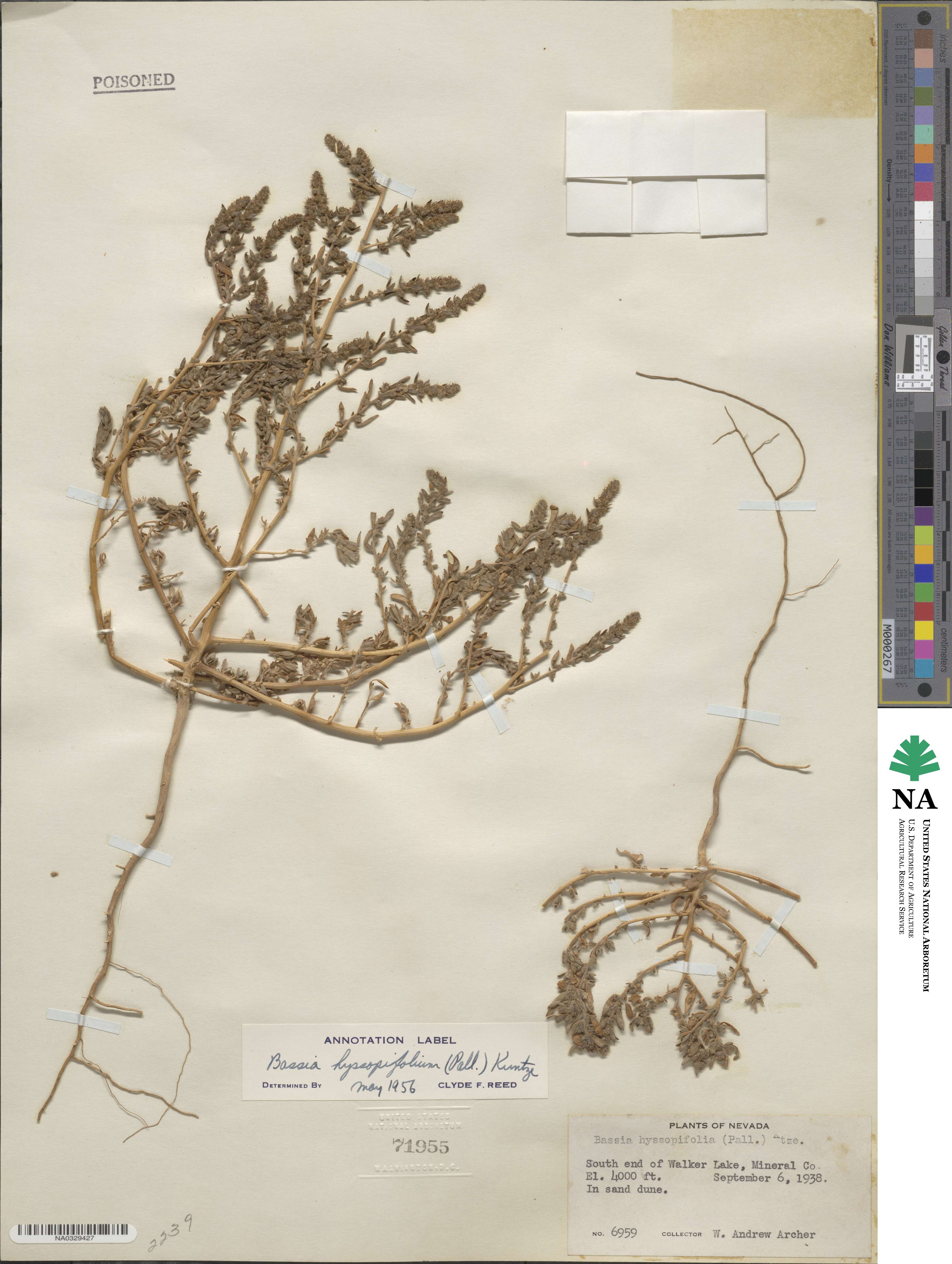 Bassia hyssopifolia image