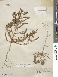 Bassia hyssopifolia image