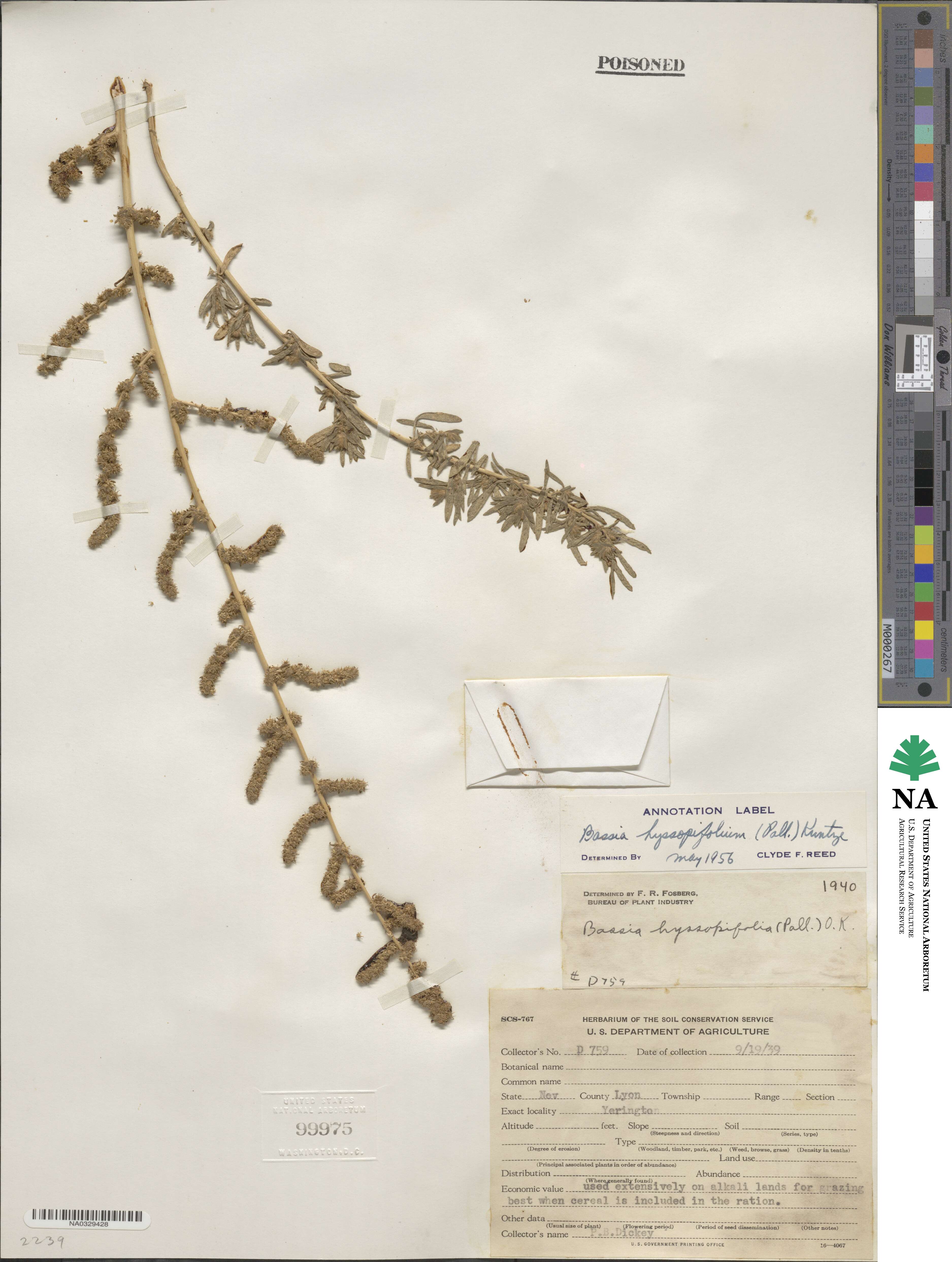 Bassia hyssopifolia image