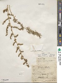 Bassia hyssopifolia image