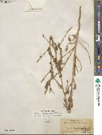 Bassia hyssopifolia image