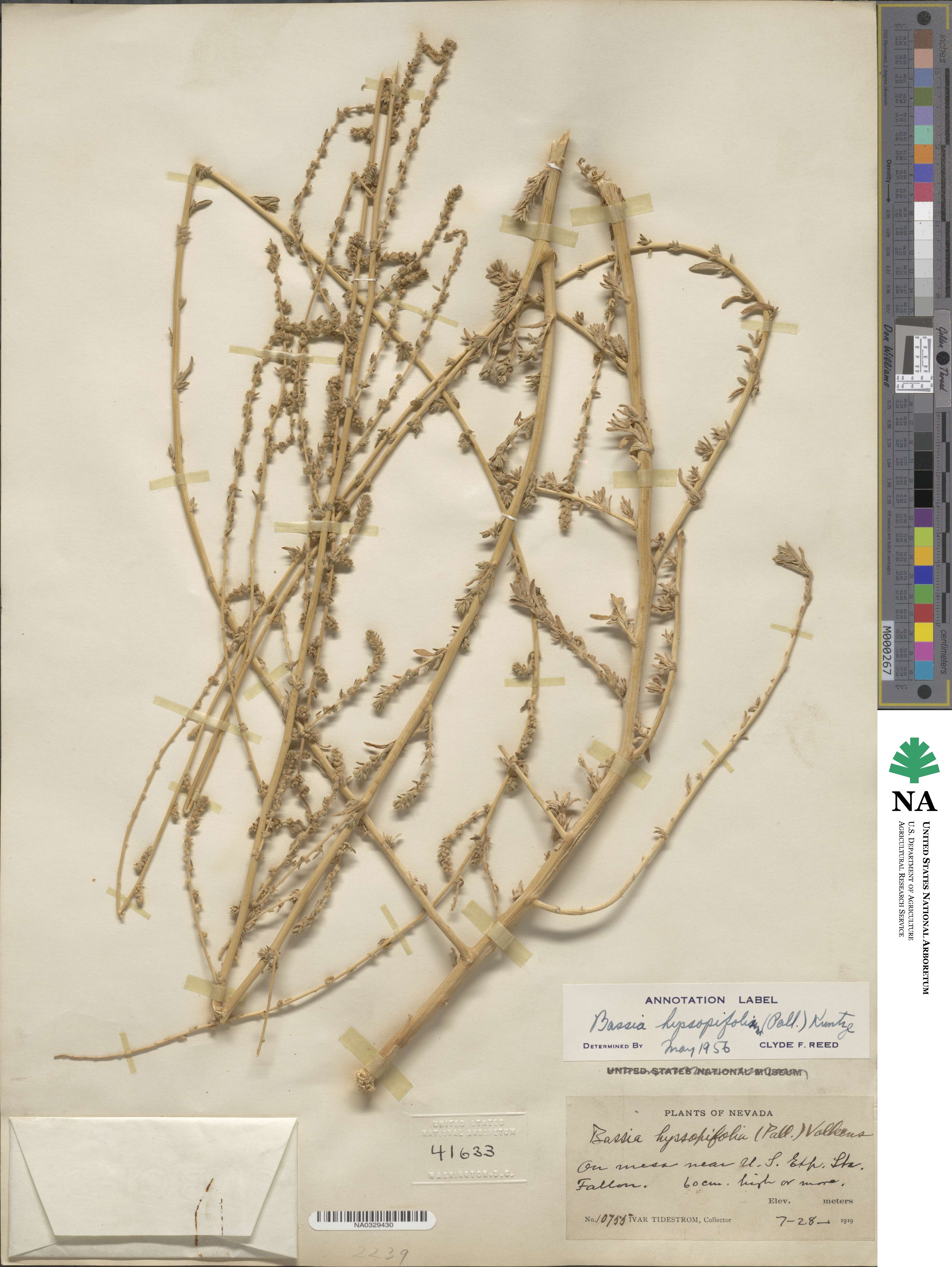 Bassia hyssopifolia image