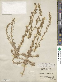 Bassia hyssopifolia image