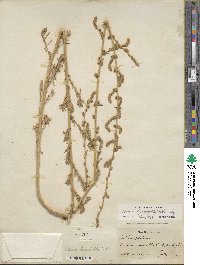 Bassia hyssopifolia image