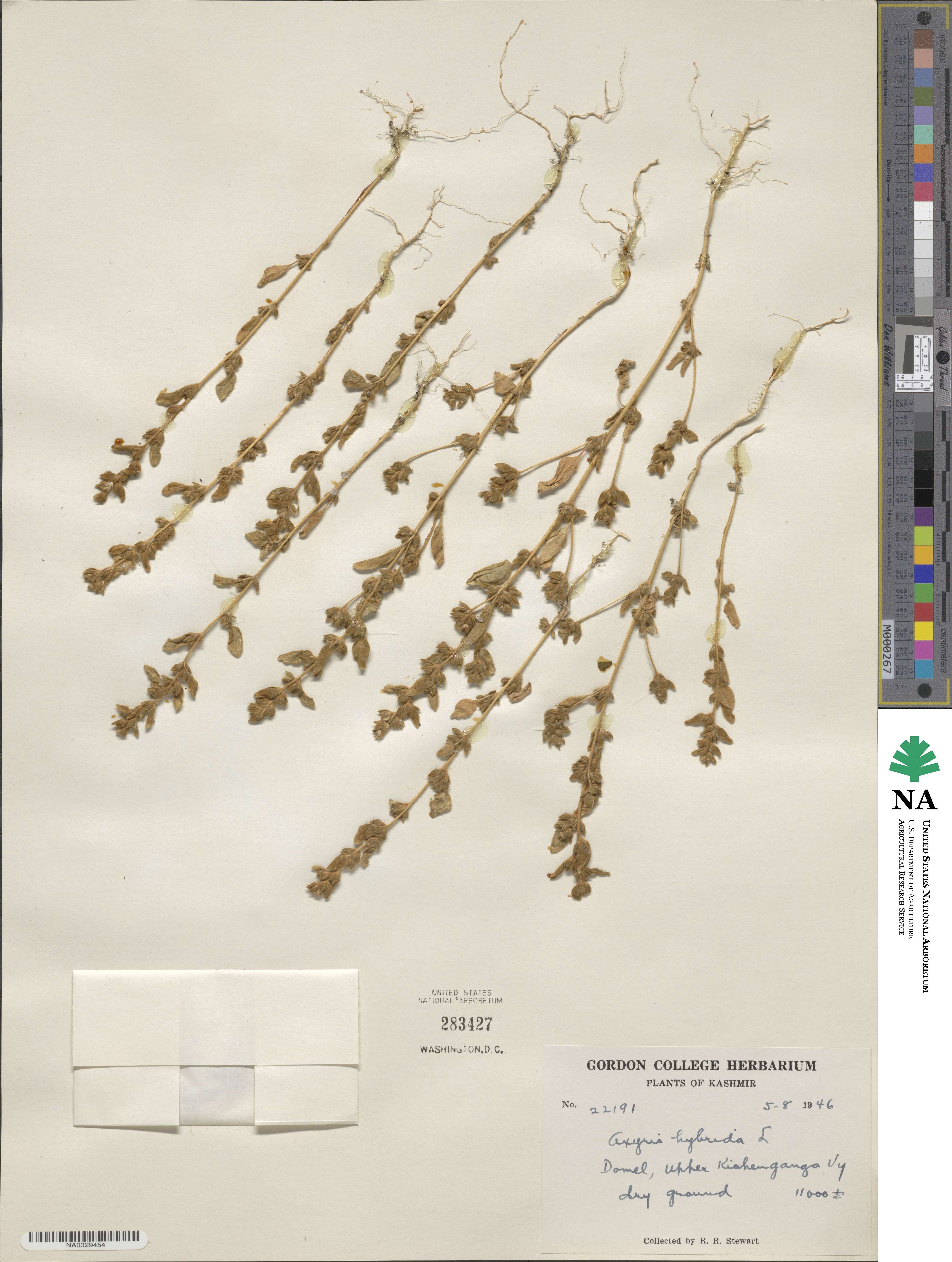 Axyris hybrida image