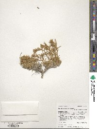 Krascheninnikovia ceratoides subsp. lanata image