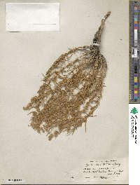 Krascheninnikovia ceratoides subsp. lanata image