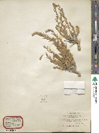 Krascheninnikovia ceratoides subsp. lanata image