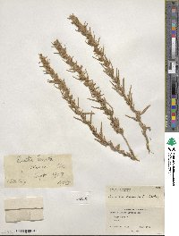 Krascheninnikovia ceratoides subsp. lanata image