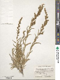 Krascheninnikovia ceratoides subsp. ceratoides image