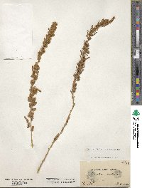 Krascheninnikovia ceratoides subsp. ceratoides image