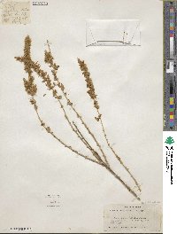 Krascheninnikovia ceratoides subsp. ceratoides image