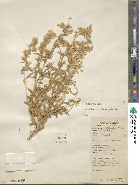 Krascheninnikovia ceratoides subsp. ceratoides image