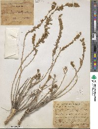 Krascheninnikovia ceratoides subsp. ceratoides image