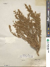 Krascheninnikovia ceratoides subsp. lanata image