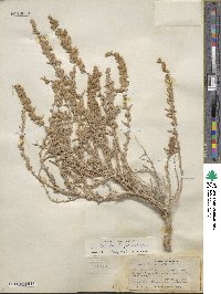 Krascheninnikovia ceratoides subsp. lanata image