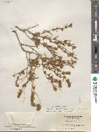 Krascheninnikovia ceratoides subsp. lanata image