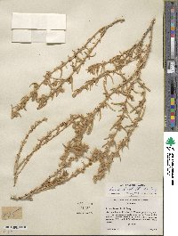 Krascheninnikovia ceratoides subsp. lanata image