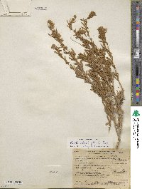 Krascheninnikovia ceratoides subsp. lanata image