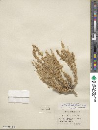 Krascheninnikovia ceratoides subsp. lanata image