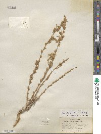 Krascheninnikovia ceratoides subsp. lanata image